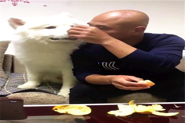 如果家人不让你养狗该怎么办,怎样说服爸妈给我养狗教你5招