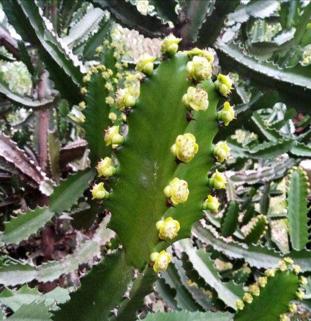 龙骨霸王鞭的功效区别,龙骨花与霸王鞭有什么区别