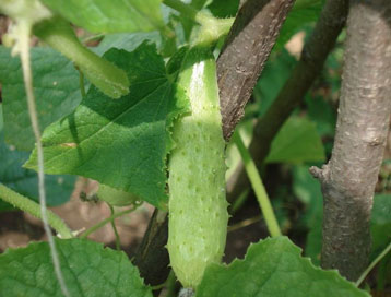 黄瓜受药害瓜打顶了怎么办,黄瓜病害图谱和防治黄瓜药害