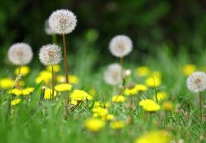 岁月静好安暖如斯图片大全,岁月静好安暖如斯出处