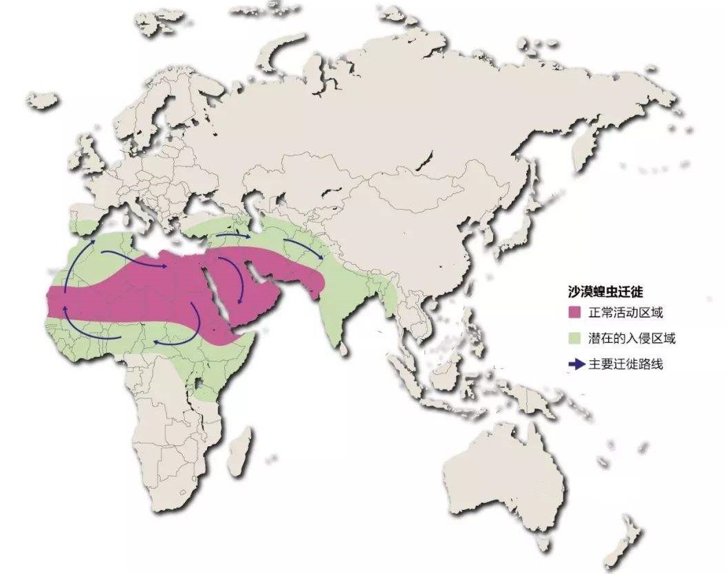 “非洲之角”沙漠蝗虫肆虐,原因或是厄尔尼诺现象使降水异常增加