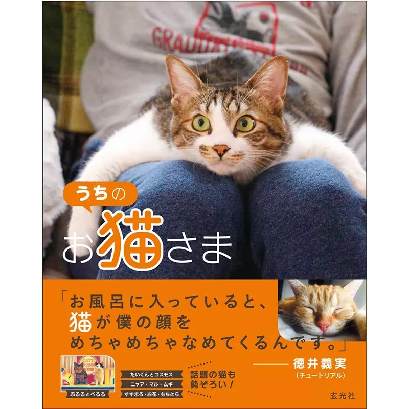会打拳的猫叫什么,会打拳的猫发过的作品