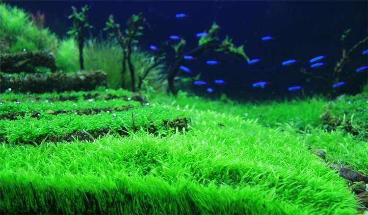 阴性水草的造景方法,100公分阴性水草造景作品