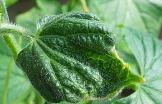 作物缺素口诀,作物营养缺素诊断与科学施肥