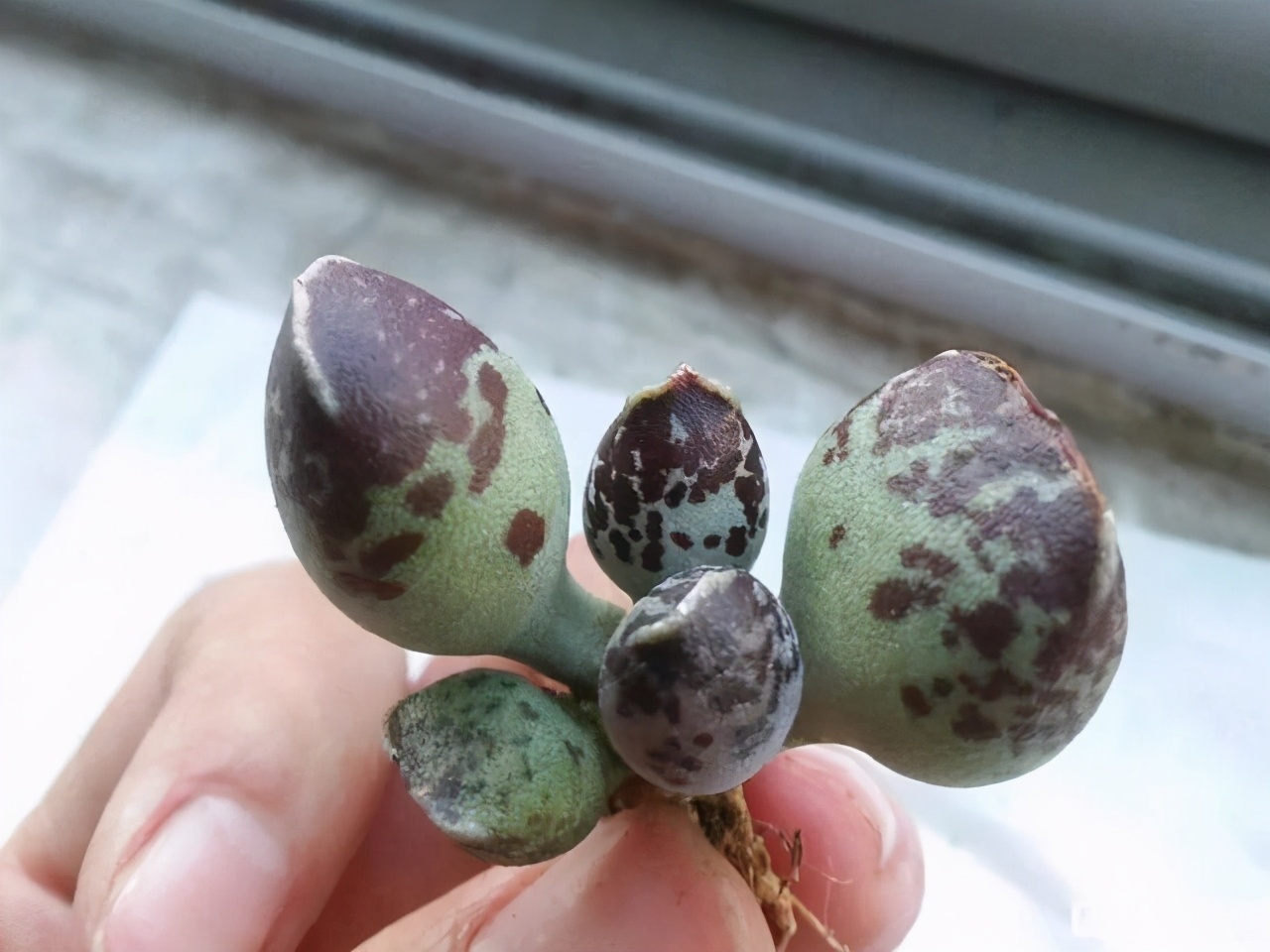 叶片有暗纹的多肉品种,全部水泡类多肉叶片