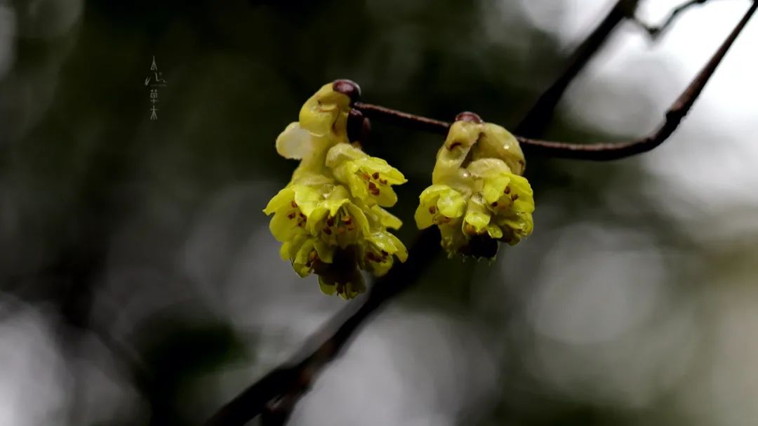 四明山龙观山,四明山国家森林公园樱花