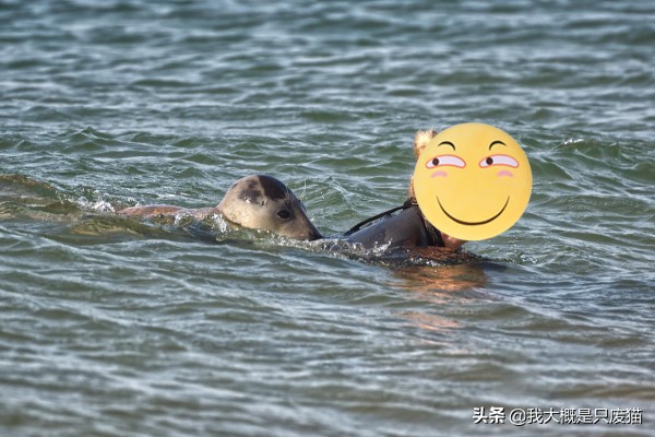 野生海豹不怕人,野生海豹保护