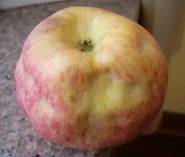 苹果裂果病怎样防治,苹果缩果病与病毒病区别