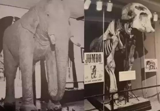 小飞象真实事件,小飞象的真实故事