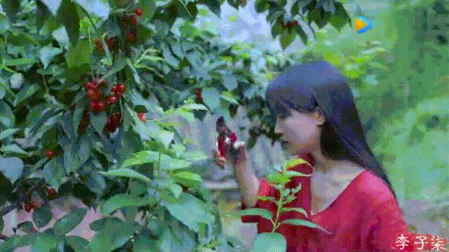 李子柒视频转场技巧,李子柒拍摄视频技巧