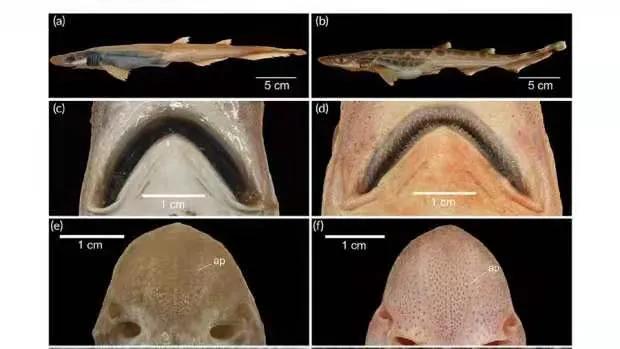 鲨鱼噩梦,鲨鱼的噩梦