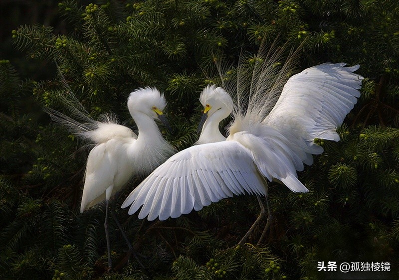 白鹭拍摄测光曝光技巧,白鹭的拍照技术