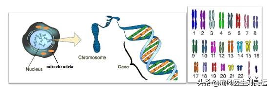 痛风是遗传因素大还是后天因素大,痛风是不是有遗传的因素呀