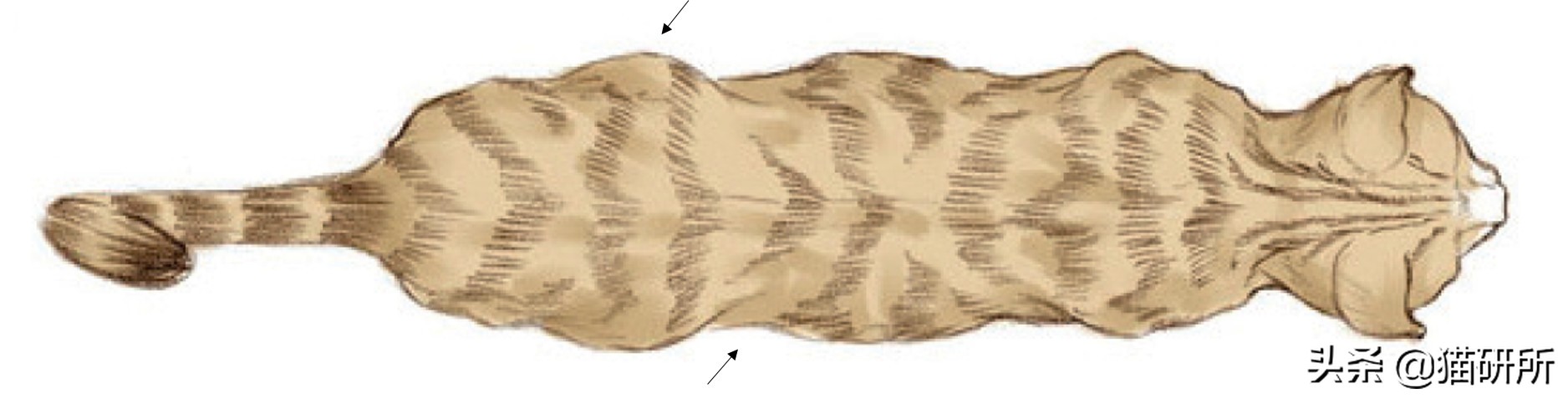 幼猫猫咪的体重多少才是正常体重,猫咪肥胖标准图