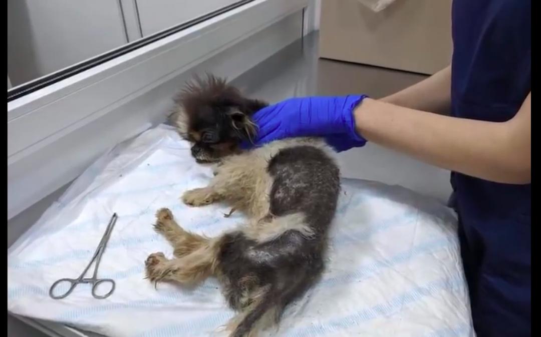 狗狗被遗弃后哭着追主人车,遗弃狗狗导致狗狗被车撞