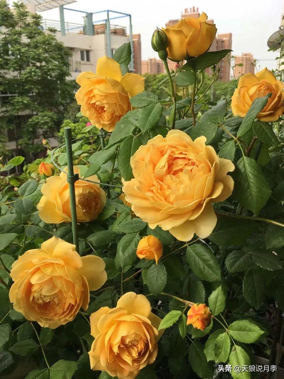 月季花是时候展现真正的技术了 (开春的第一波月季花就这么过去了)