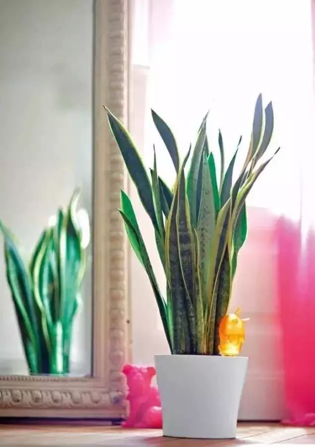 适合放卧室的高大植物,放在卧室的植物养眼