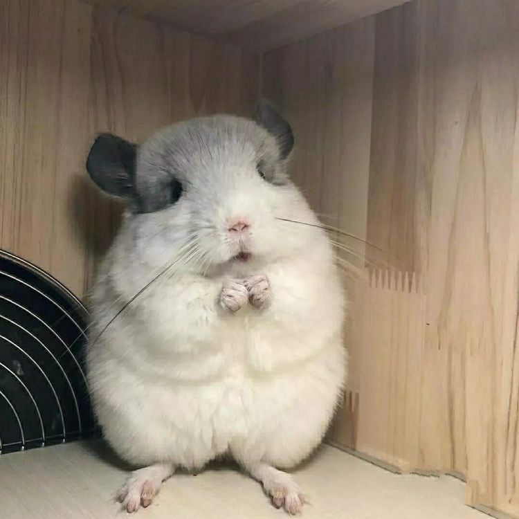 龙猫饲养全科普,科普饲养龙猫小知识