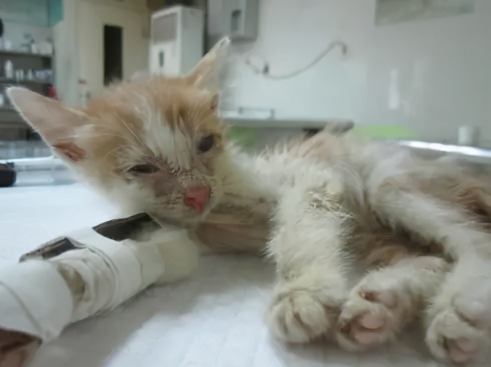 猫咪便便有血是什么原因,猫咪拉血尿是怎么回事