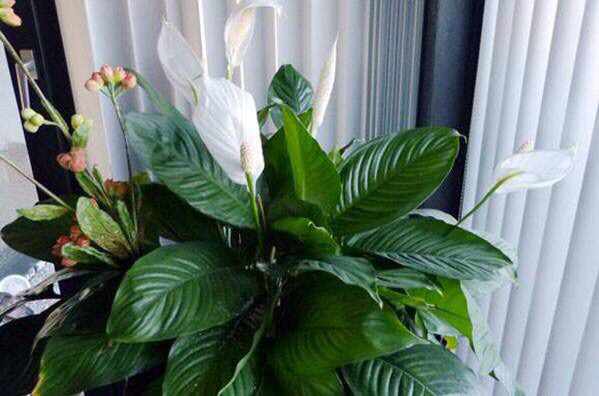 白掌叶面油绿,水培白掌叶子发黄不油绿