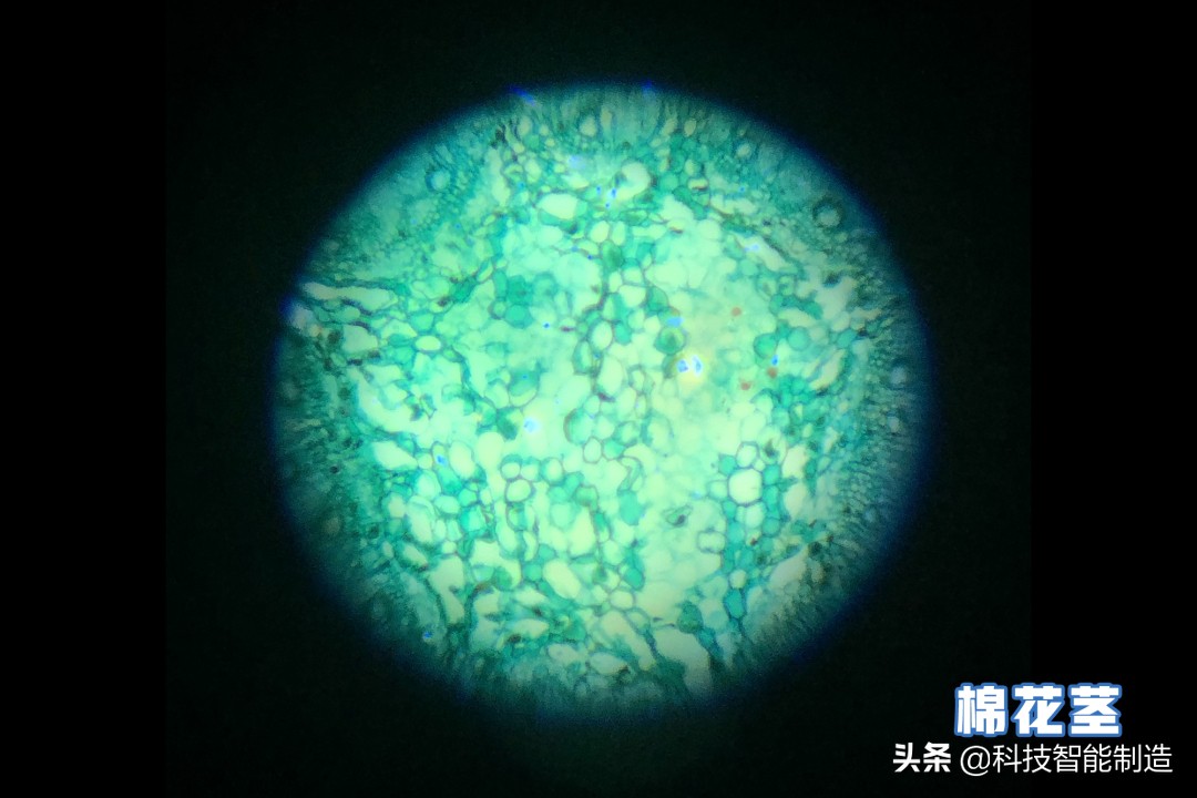 显微镜的价格最便宜的,日本口袋放大120倍显微镜