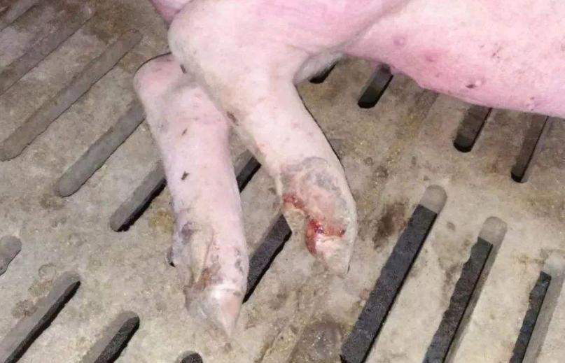 小猪脚趾甲肿怎么治疗,小猪口腔溃疡图片