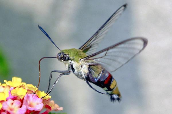 敌百杀虫剂使用方法视频,敌百杀虫剂用什么解毒