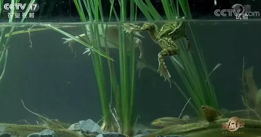 藕塘里养泥鳅赚了钱,养泥鳅10万元赚40万