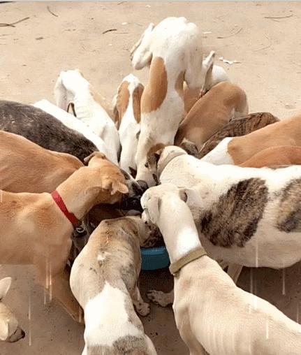 狗狗吃饭急得不得了,狗狗生病不吃饭的各种症状