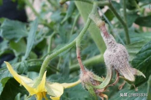 西红柿治疗灰霉病新药,打灰霉病新药