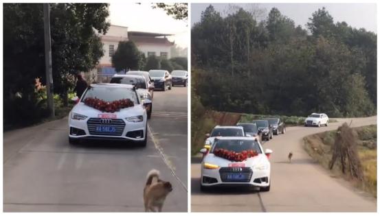 湖南一女子出嫁狗狗送亲,新娘出嫁中华田园犬送亲