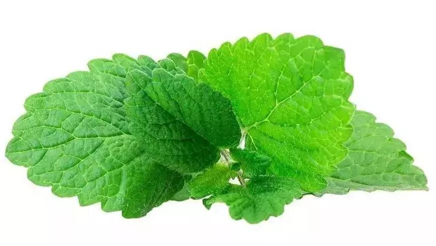 草烟对身体有害吗,烟草危害大吗