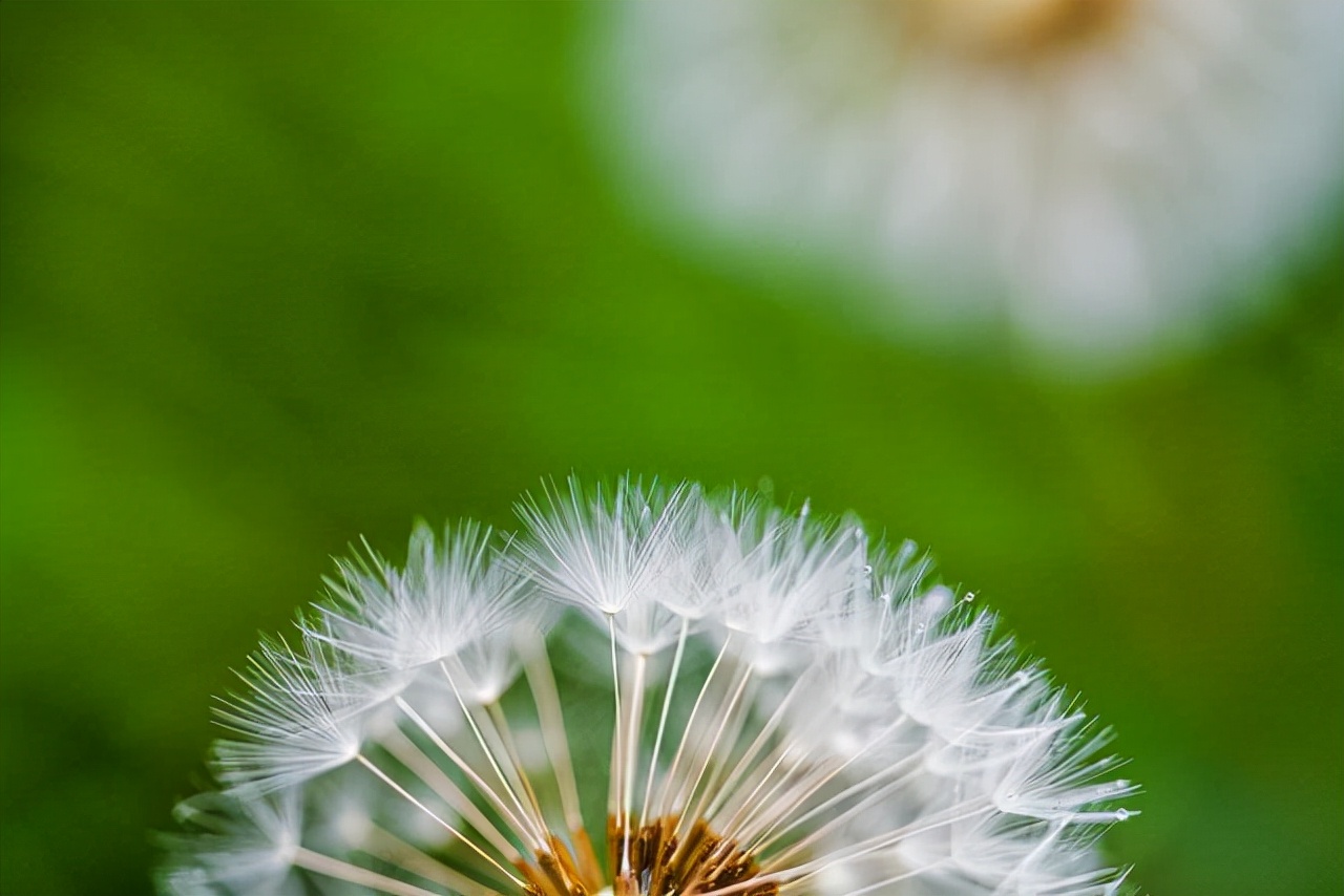 蓟类植物是靠风传播的种子吗,除了蒲公英还有什么靠风传播种子