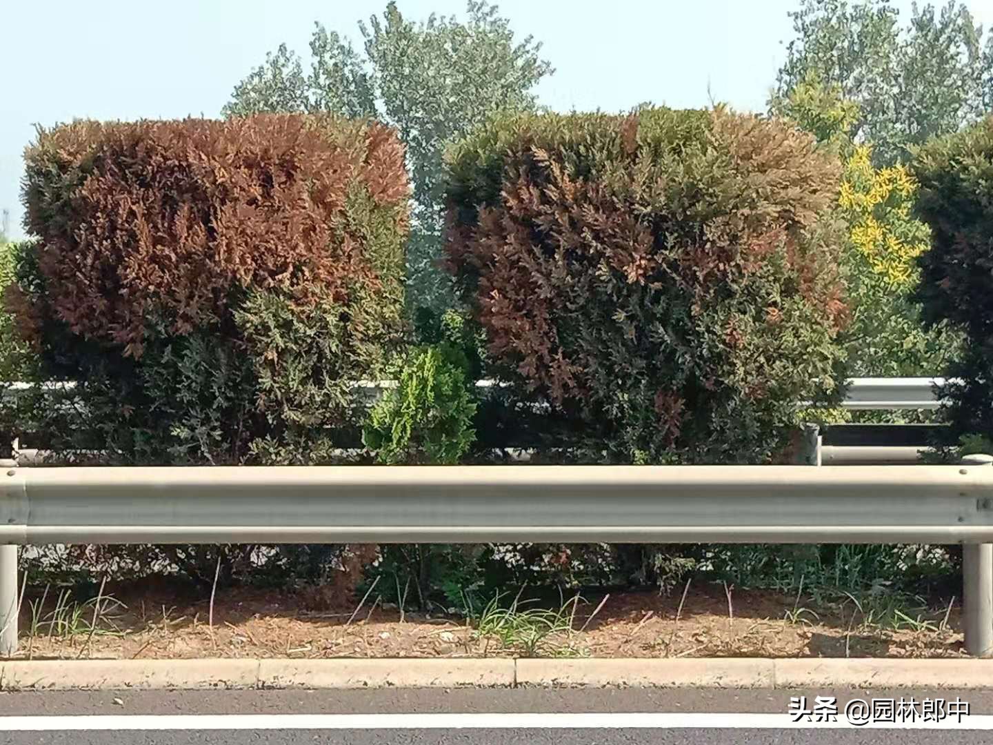 柏树叶子发白什么原因,柏树春天发黄落叶是怎么回事