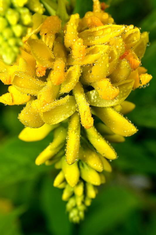 中药材鸡根,中药材鸡根皮怎么处理