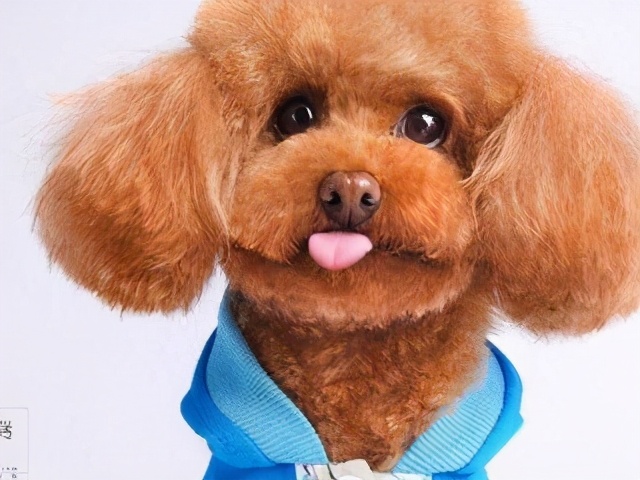 泰迪有哪些不良习惯如何纠正,泰迪的4大忌讳