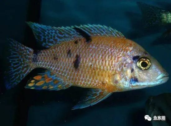 三湖慈鲷马鲷孔雀鱼多久发色,三湖慈鲷鱼之马鲷鱼