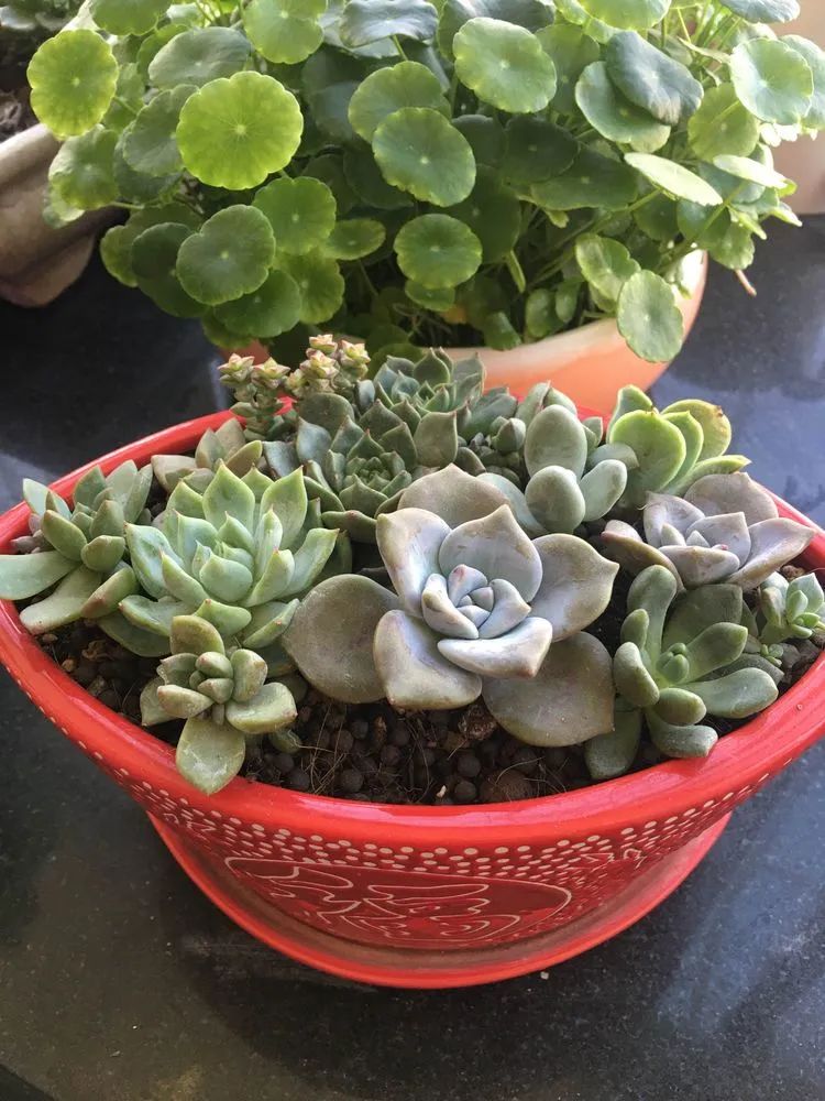 多肉新年寄语,养多肉七八年用心沉淀静待花开