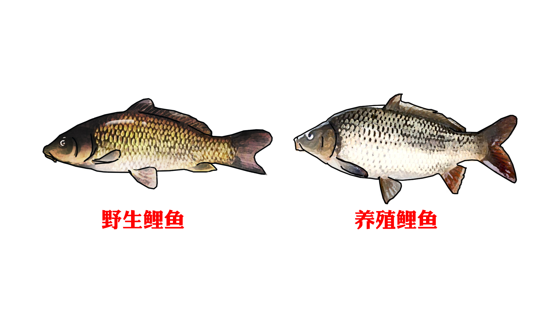 网络曝光坑人的老板,为什么黑坑钓鱼越来越少