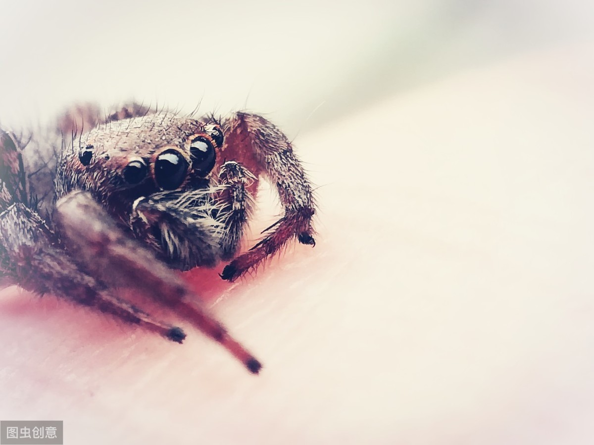 蜘蛛给人们的印象,蜘蛛印象出场