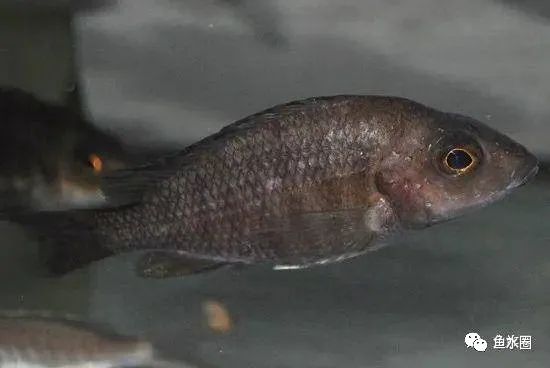三湖慈鲷马鲷孔雀珍珠系能长多大,三湖慈鲷之孔雀