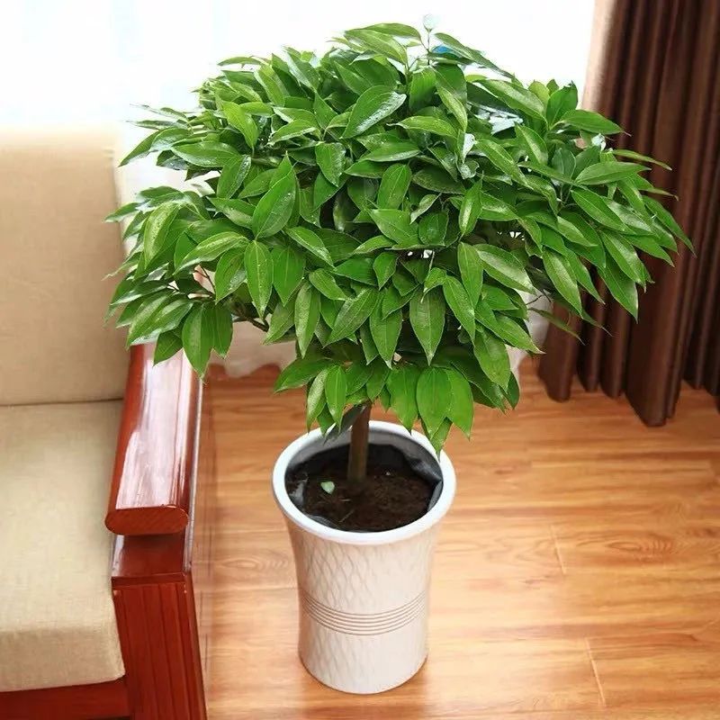 平安树冬季养护的正确方法,养平安树的小窍门