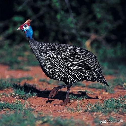 历史冷知识:土耳其Turkey没有火鸡turkey,荷兰也没有荷兰豆……