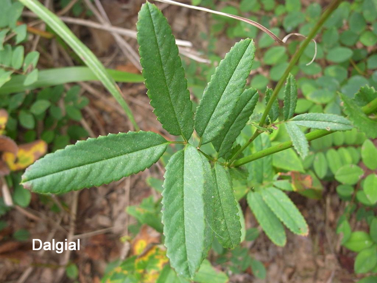 陆龟最喜欢的蔬菜,陆龟爱吃什么