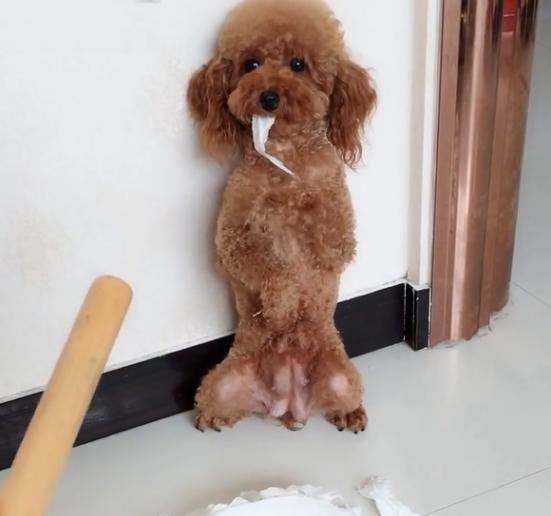 70天泰迪随处大小便,泰迪随处大小便怎么训练