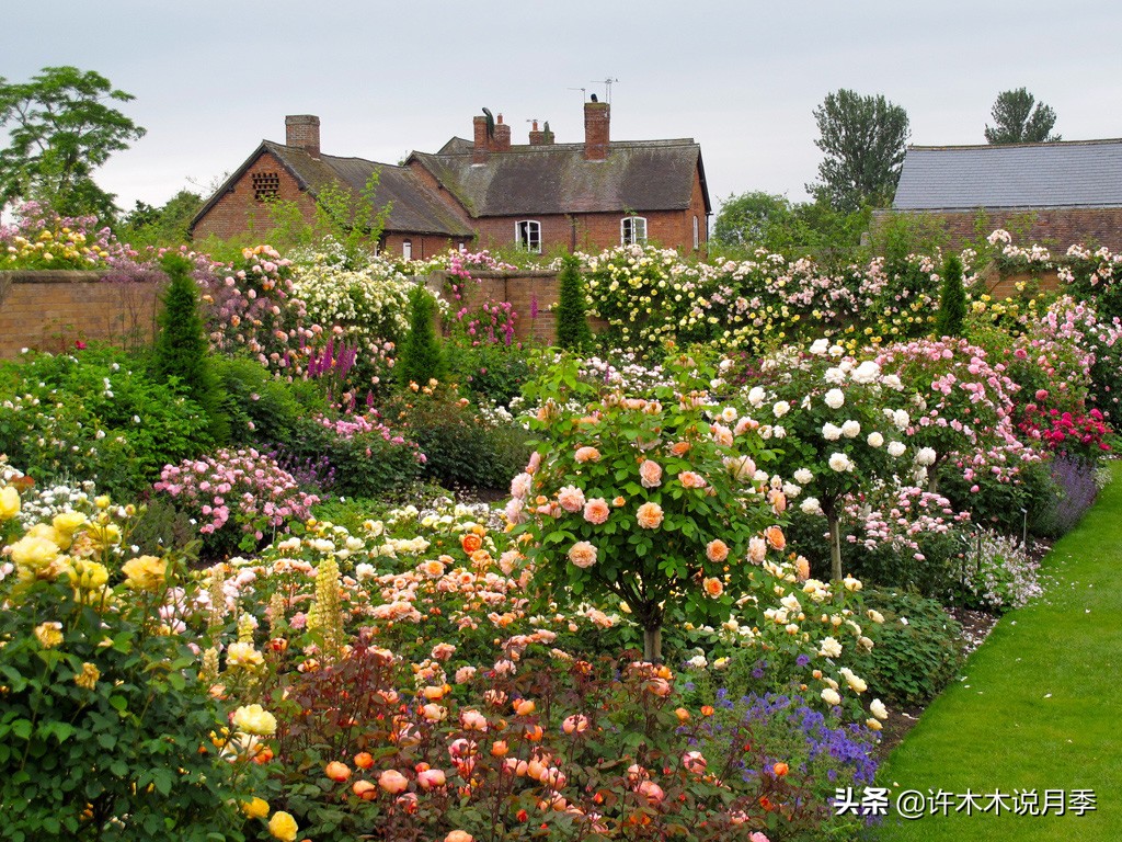 为什么月季养一年就不行了,月季种下去不成活