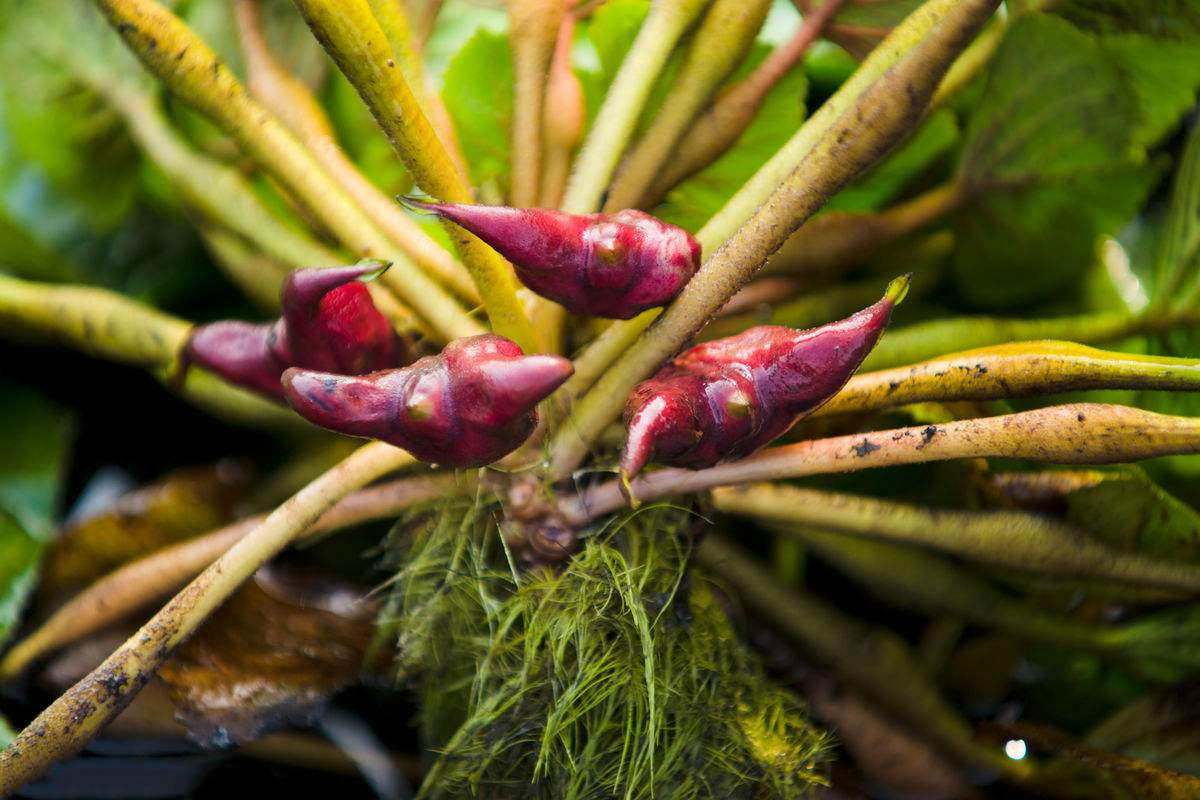 印度人“顺走”中国特产，带回家种植，不料泛滥成灾，还想出口我国