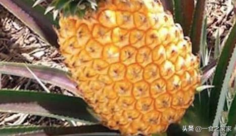 十种最顶级的水果,国内最少见的七大顶级水果