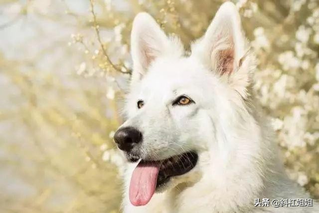 白色德牧和萨摩耶杂交犬,萨摩耶犬德牧