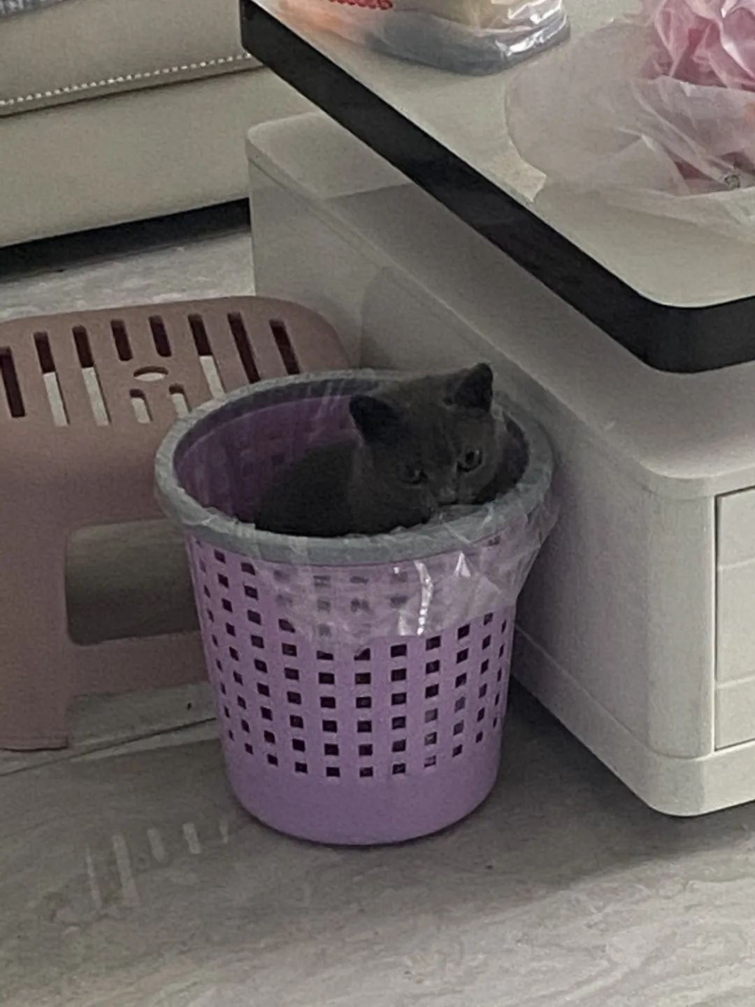 和宠物交流说什么,和宠物谈恋爱